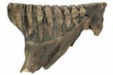 Juvenile Mammoth Molar - Siberia #227420-3